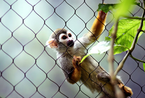 Small Cat Mesh Cages and Enclosure Mesh Fence